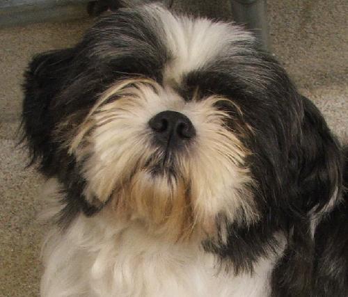 Doogie