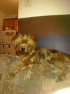 Sparkee