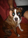 Dixie