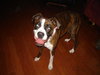 Dixie