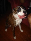 Dixie