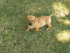 Teddy