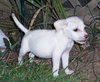 Snowball