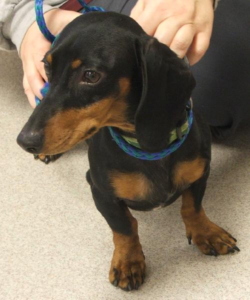 Doxie