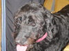 Gracey