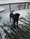 Toby