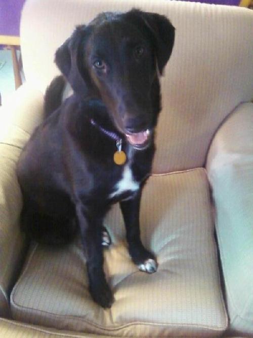 Toby