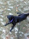 Toby