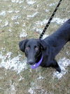 Toby