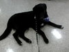 Toby