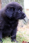 Bruiser