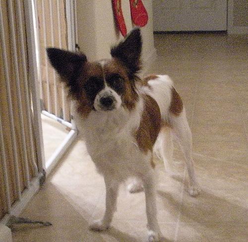 Daisy