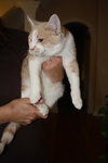 Hansel