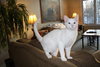 Casper