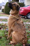 Lexie