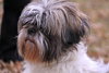 Charlie