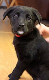 Rosie