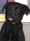 Rosie