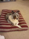 Mollie