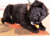 Pippet