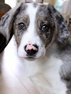 Cooper