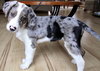 Cooper