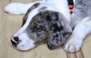 Cooper