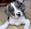 Cooper