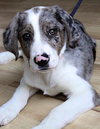 Cooper
