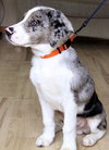 Cooper