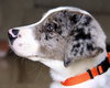 Cooper