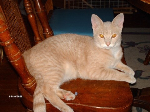 Cooper