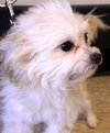 Queenie