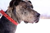 Bosley