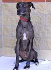 Bosley
