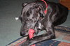 Bosley