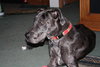 Bosley