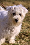 Piper