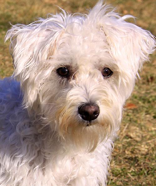 Piper