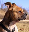 Gus