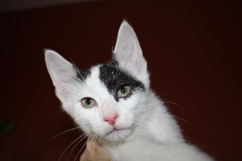 Aramis