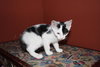 Aramis