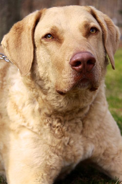 Cooper