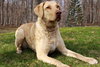 Cooper