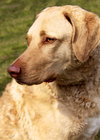 Cooper