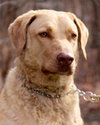 Cooper