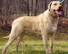 Cooper