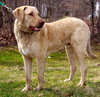 Cooper