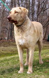 Cooper