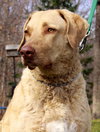 Cooper